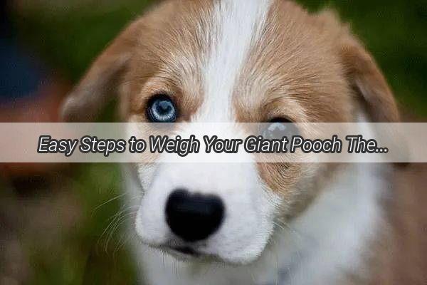 Easy Steps to Weigh Your Giant Pooch The Pawsome Guide to Doggy Scales